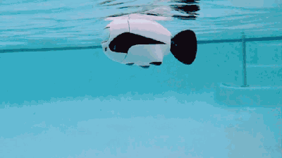 1546388843865626.gif 1546388843865626.gif